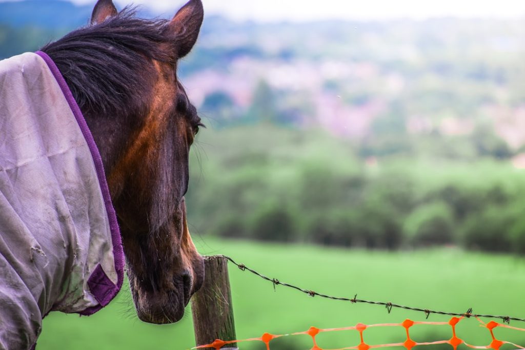 ばんえい競馬調教師の名義借用問題とは
