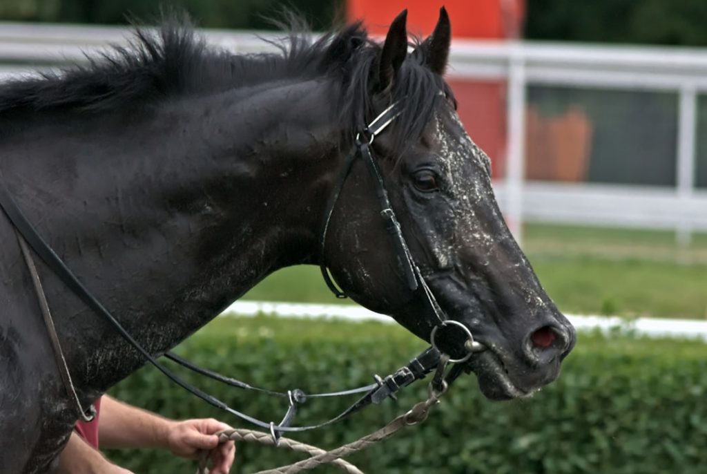 ジェネラーレ園田初戦さつき特別レース