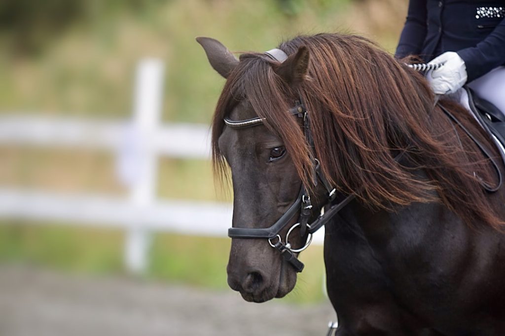 平安Sは京都競馬場の重賞レース