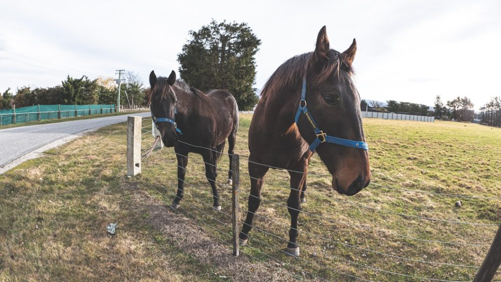 ジューンキートス園田競馬で小谷騎手が重賞制覇狙う