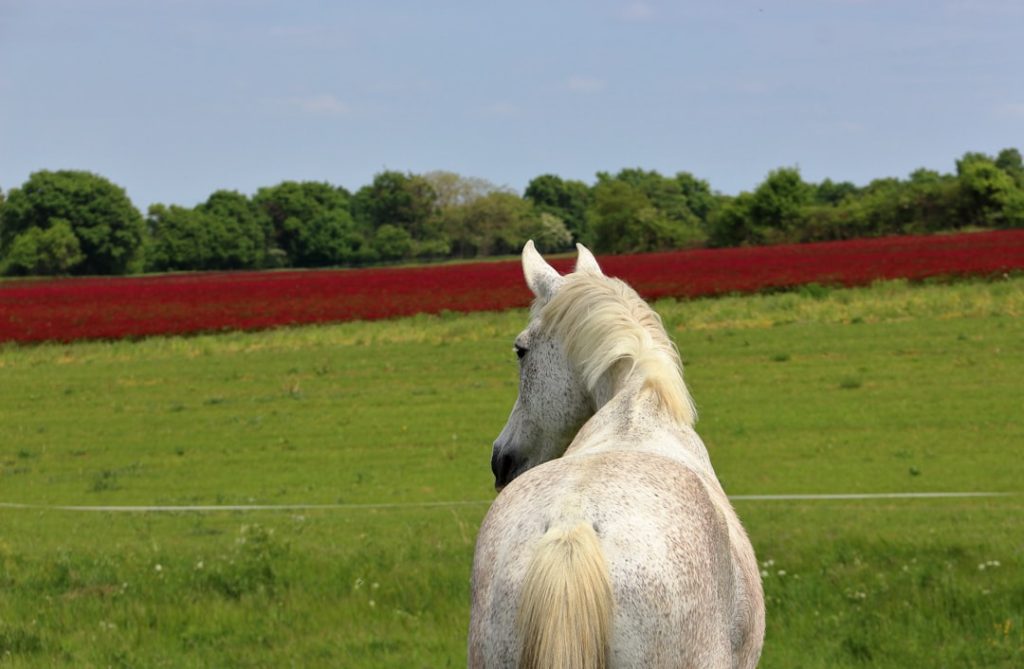 ボンドガール放牧へ、夏競馬視野の次走調整