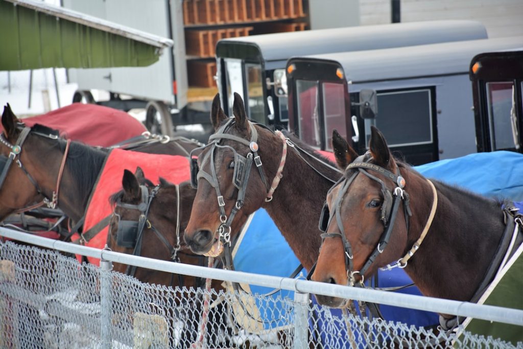 園田競馬場の金曜夜間レース中継がラジオ大阪で開始