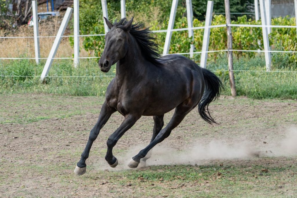 オークスで注目の競馬ファンのマナー