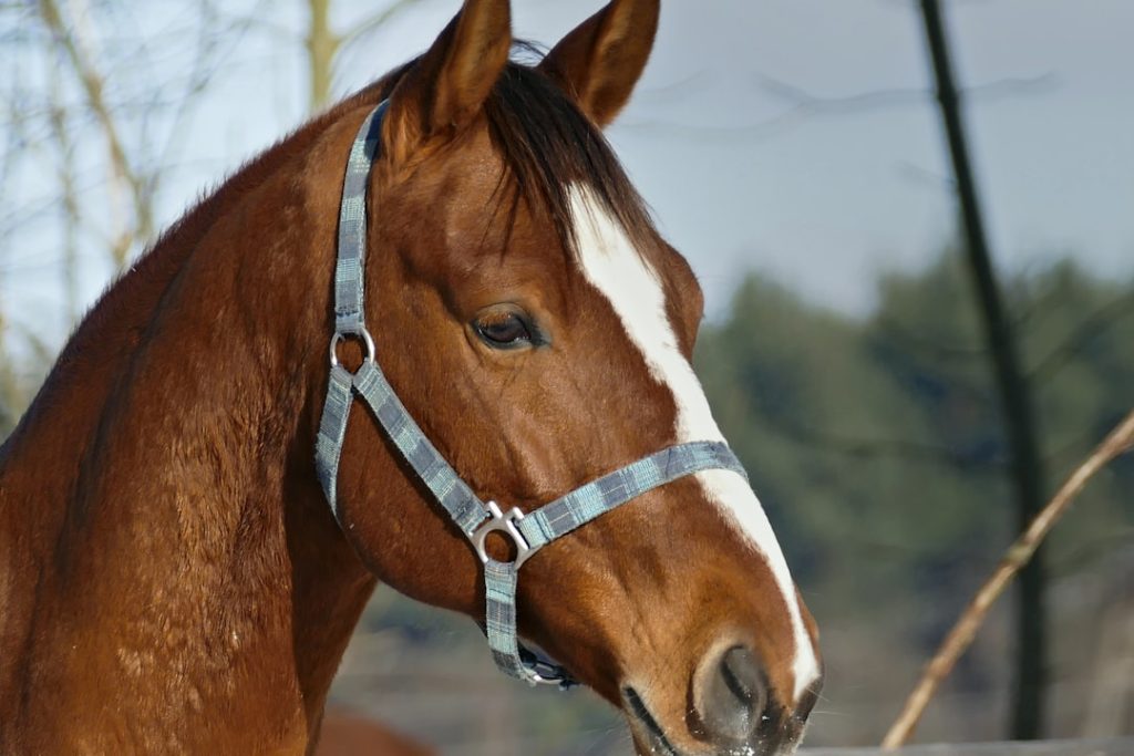 白毛馬マルガ登録抹消・JRA中央競馬