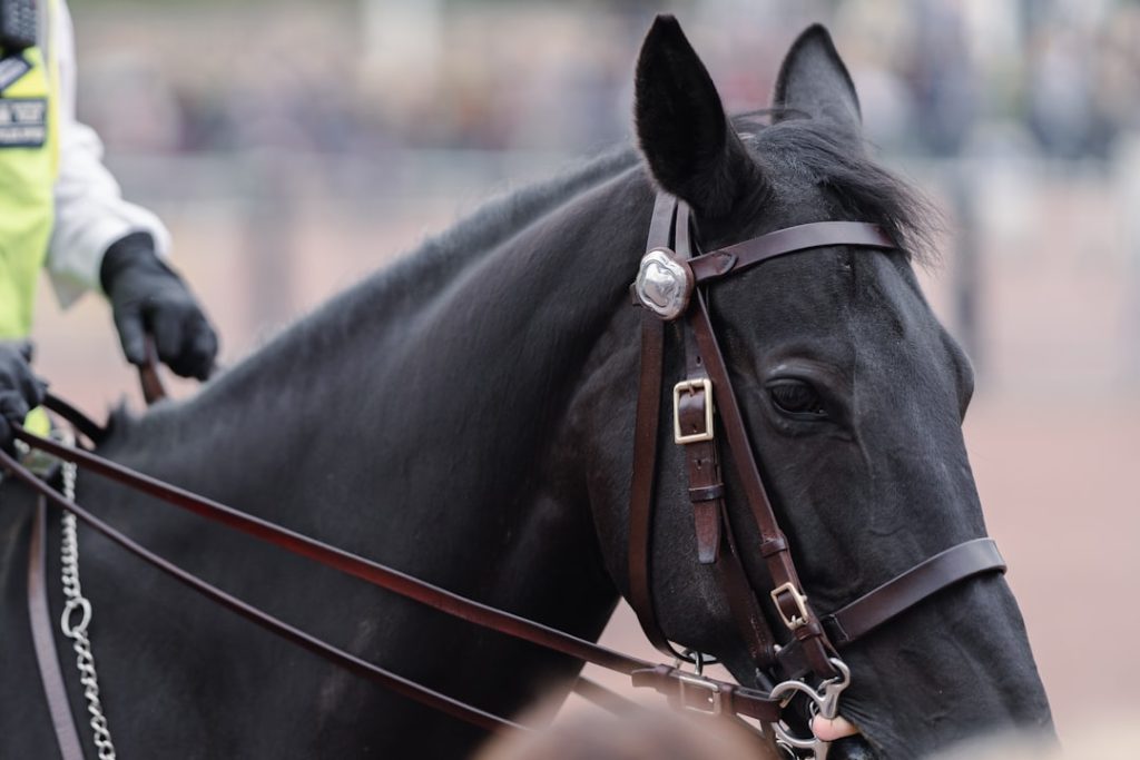 競馬人気調査レース：公営競技で最も面白いと評判