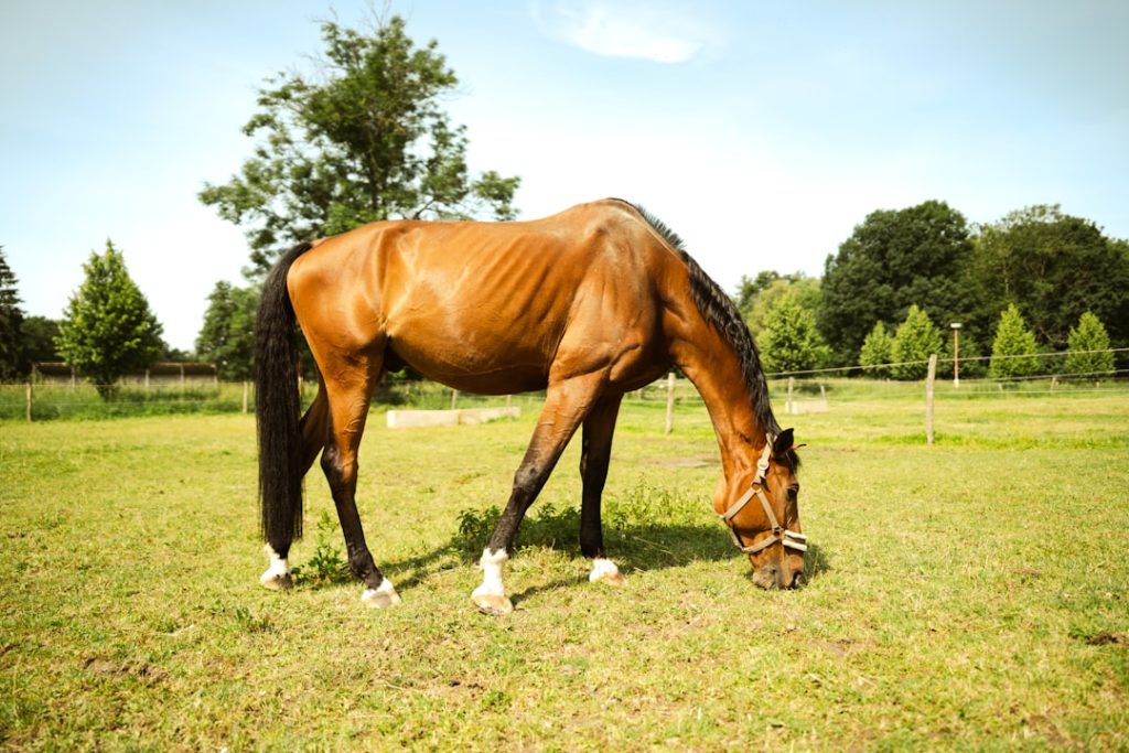 競走馬の骨折「第1指剥離骨折」とは何か