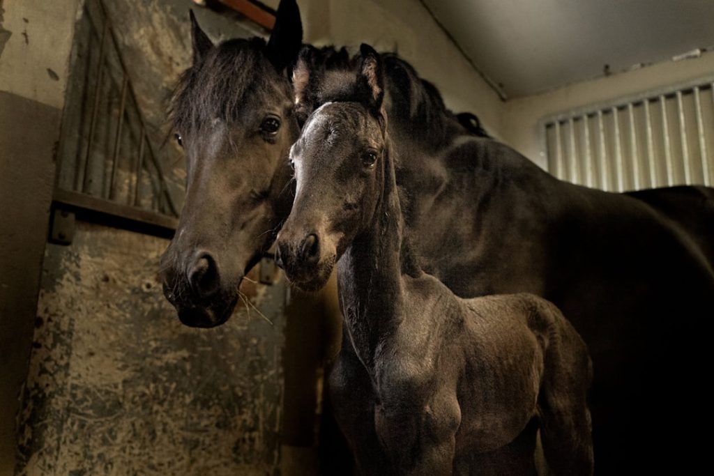 オークス前の3歳牝馬番付JRA重賞レース評価