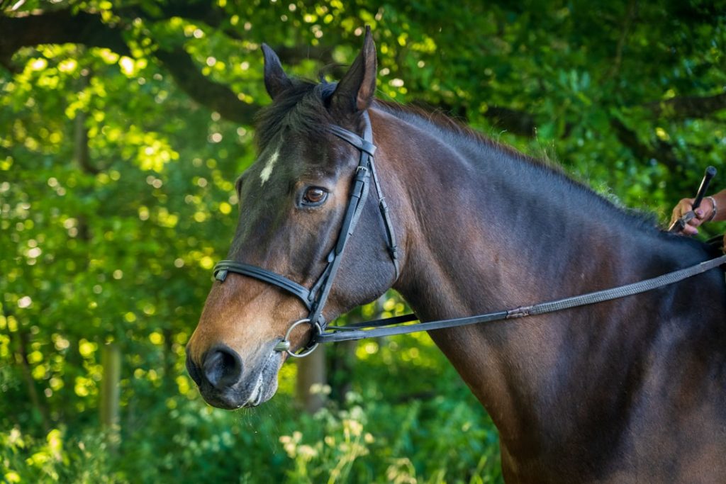 西優哉騎手：厩務員から地方競馬の異例転身