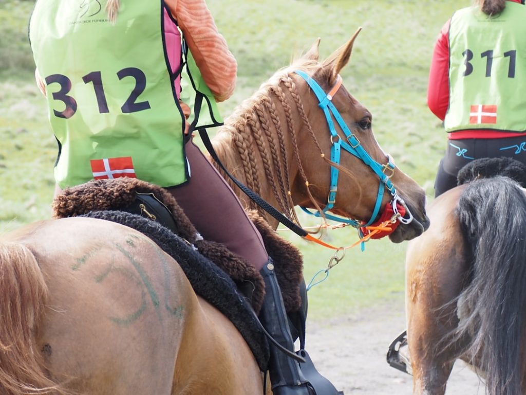 函館競馬場開幕イベント特集 公開調教