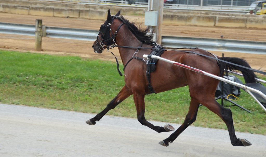 オークス重賞で悲願の頂点を狙う注目牝馬の戦略