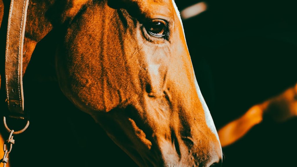 競馬情報サイト「馬トク」がリニューアル