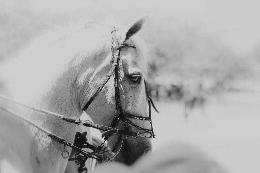 浦和11Rリヴィフェイス競馬レース