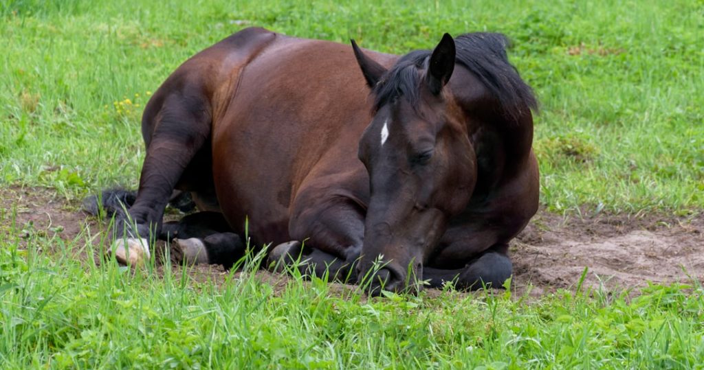 競馬落馬事故で騎手が頭から転落「奇跡的に無傷」