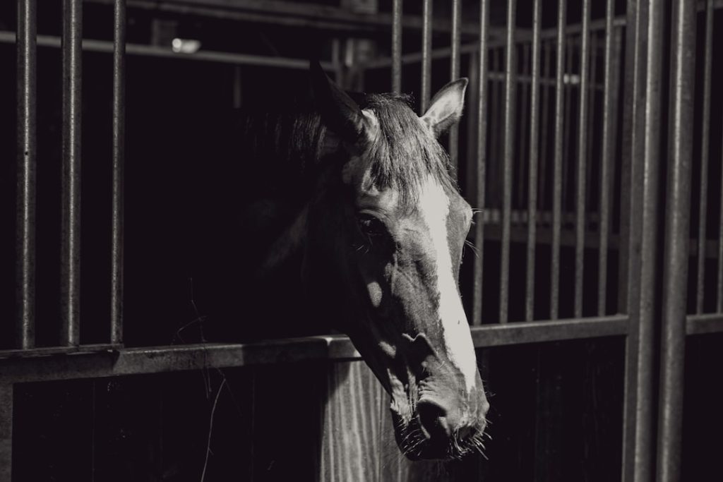POG的データ分析で2026年の競馬戦略を解く