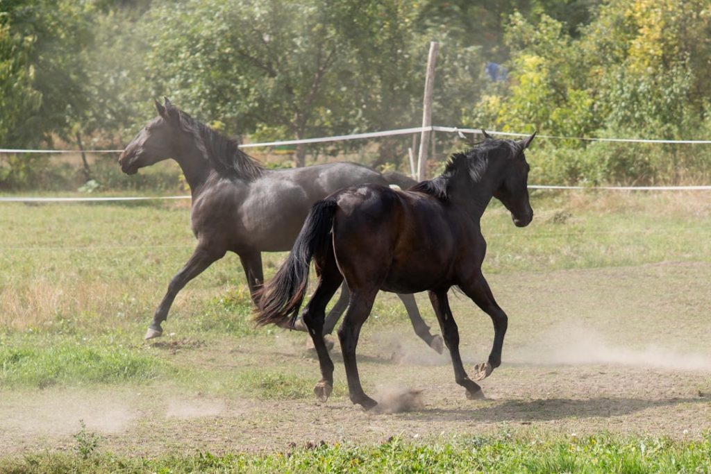 ストレイトガール死亡JRA競走馬の訃報