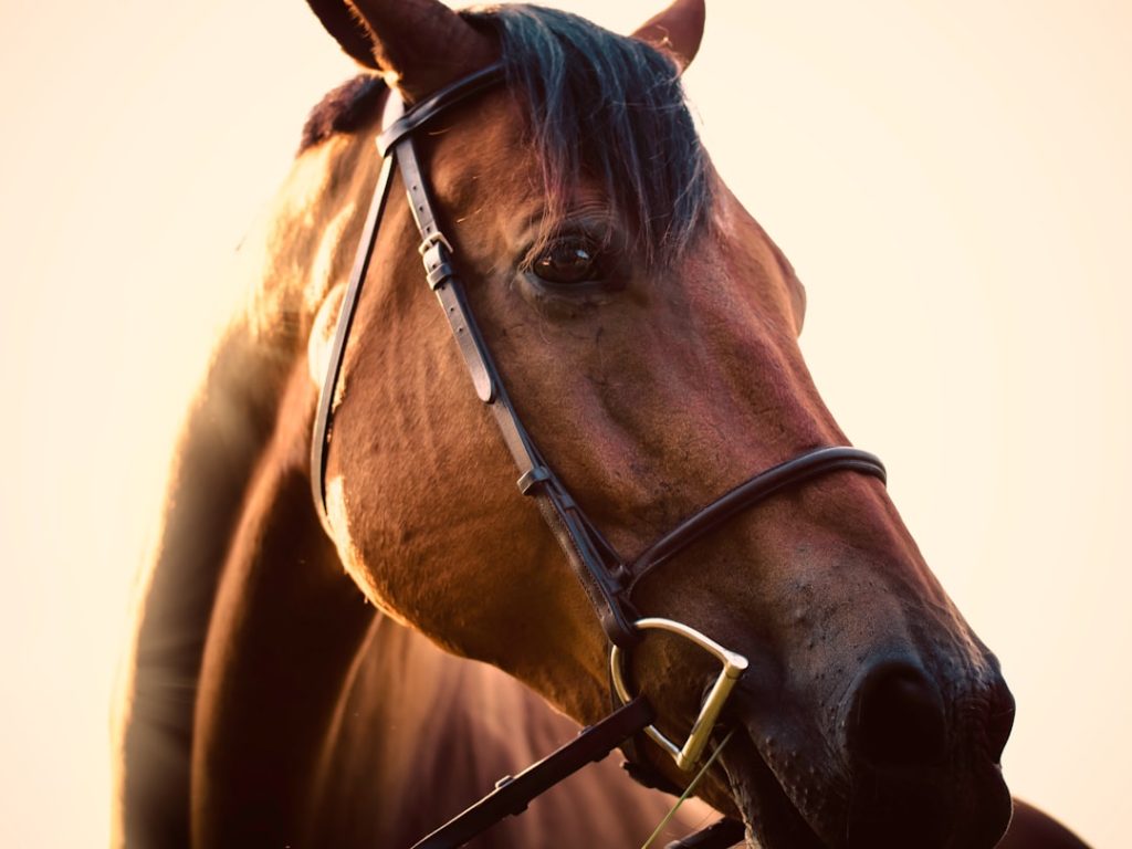 JRA競馬イベント・ウインズ後楽園UMACA会員限定企画
