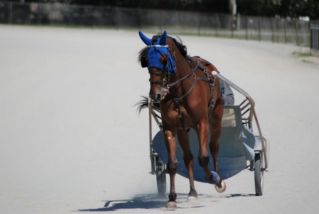 園田競馬・5月15日3Rレース検討