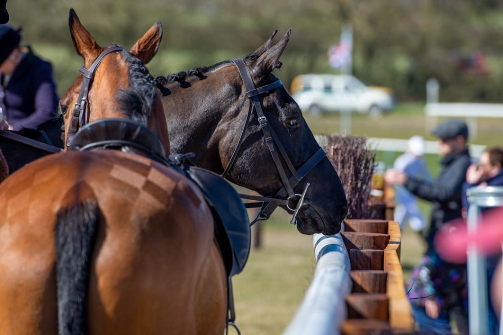 京都競馬場・馬場情報2026年5月16日