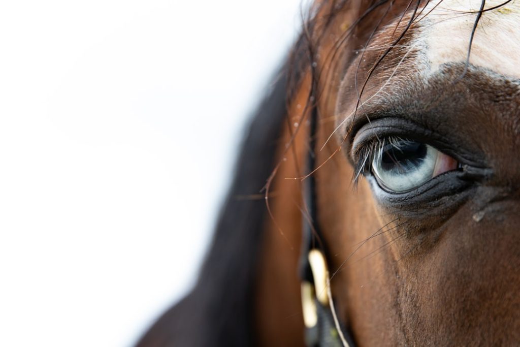 ダービー2着馬パントルナイーフ骨折判明