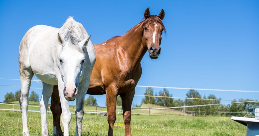 矢作調教師インタビュー前編「現役とその後」の展望と競馬界への危機感