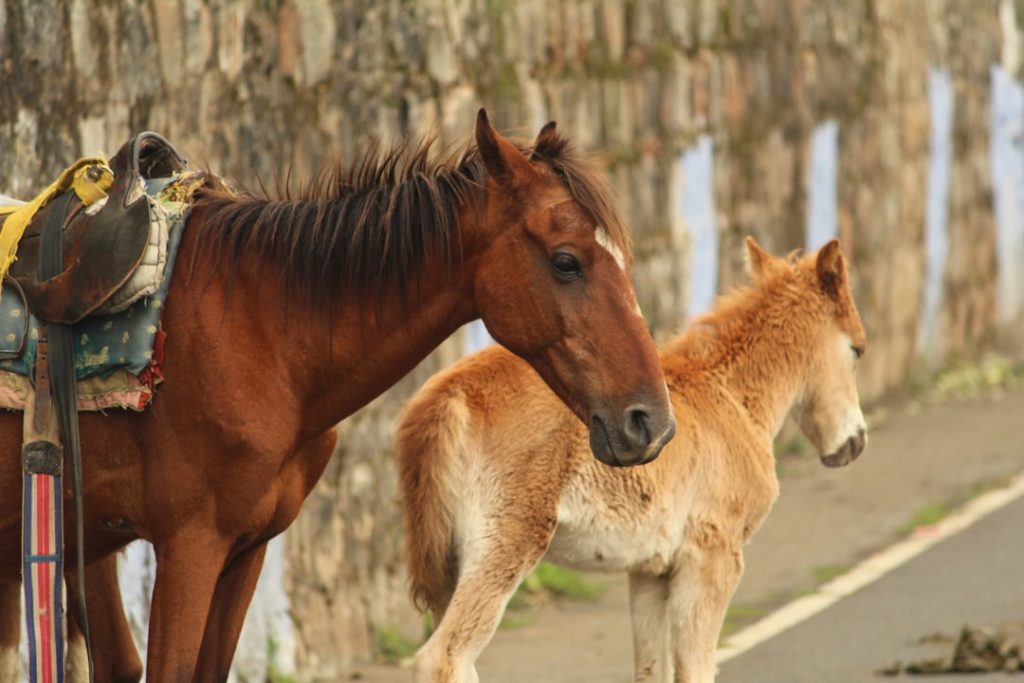 ばんえい競馬名義貸借疑惑、帯広市が調査結果発表