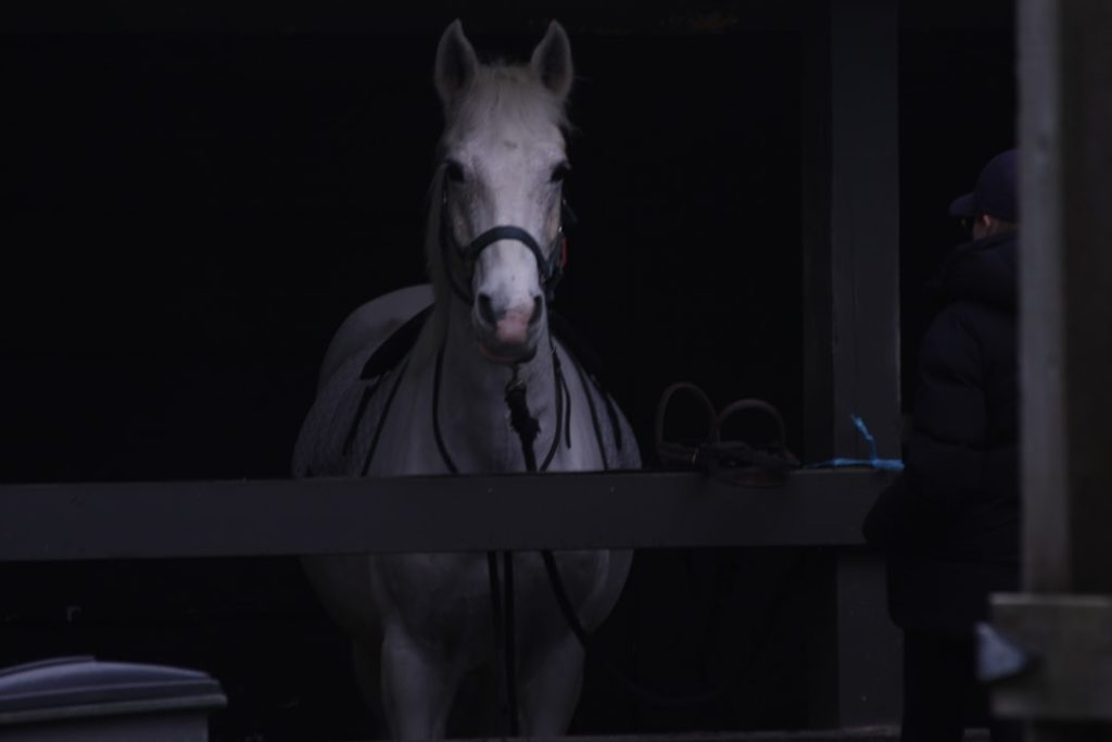 スノーウィスパー函館競馬場デビューレース