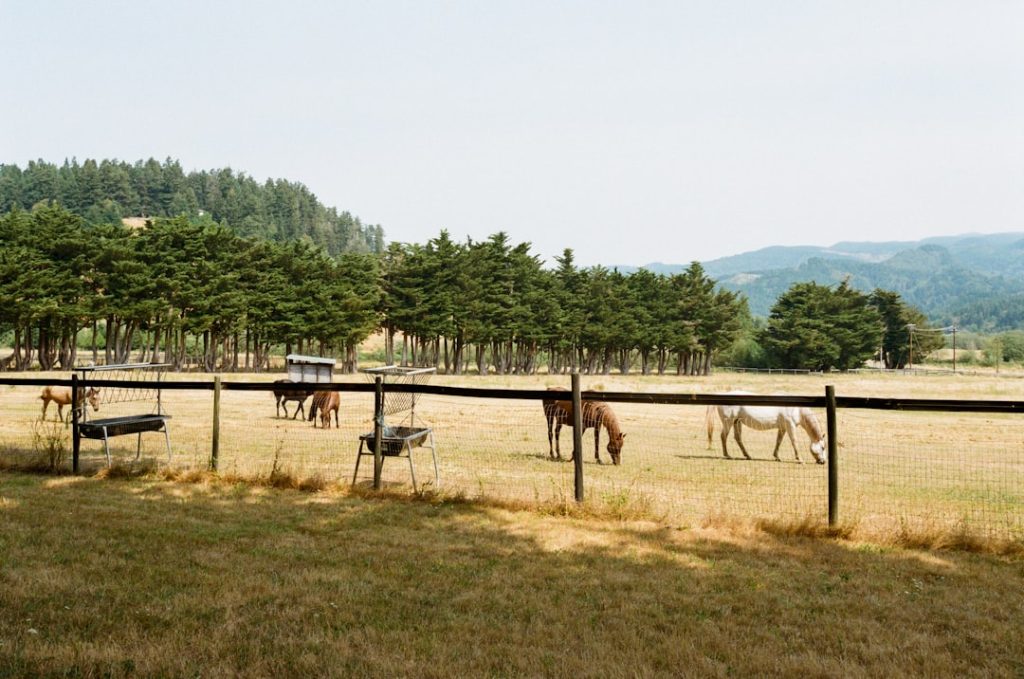 安田記念の買い目予想｜カンテレ競馬アナ全員ガチンコ勝負