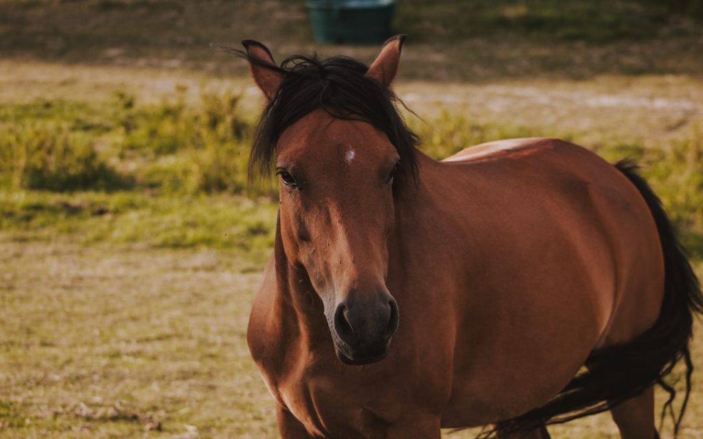 地方競馬で衝撃ハプニング動画が拡散