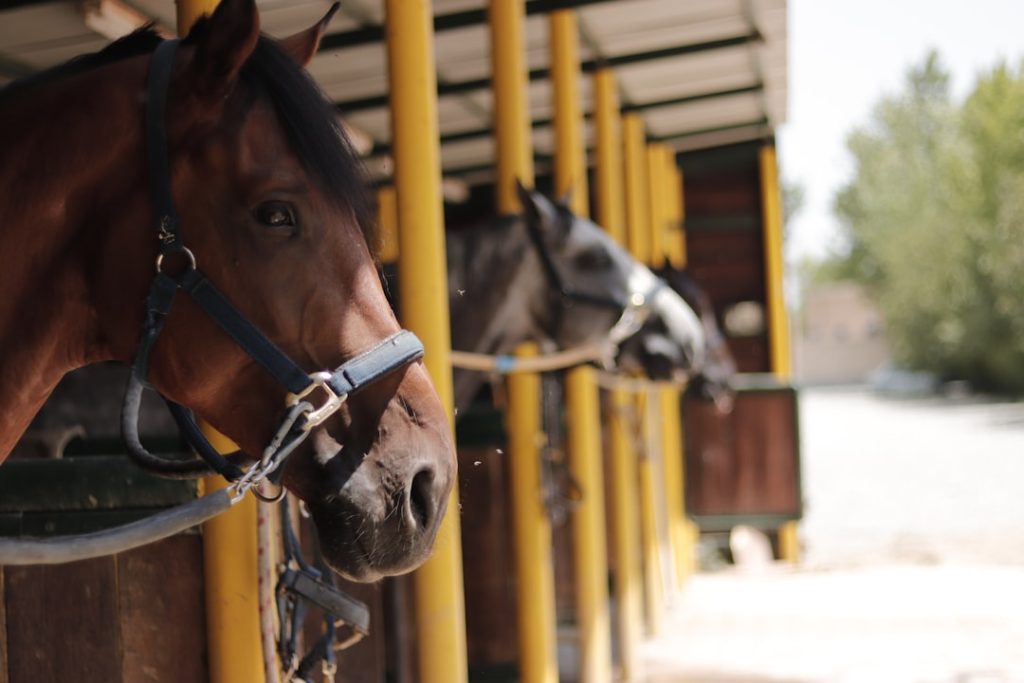 地方競馬スタート直後のトラブル返金不可の衝撃
