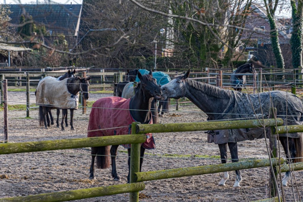 地方競馬レース ゲート開放直後のトラブル事例