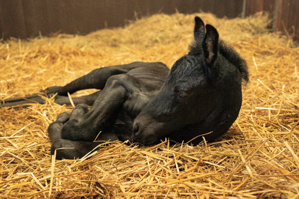 エフフォーリア産駒の新馬が圧巻のレース内容で注目集める