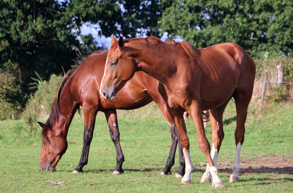 ジーティーサクラ新馬戦で怪物級の走り