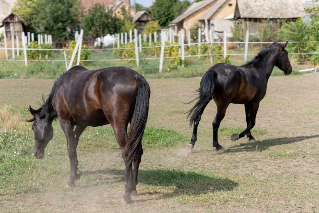 宝塚記念レース クロワデュノール5度目G1制覇へ