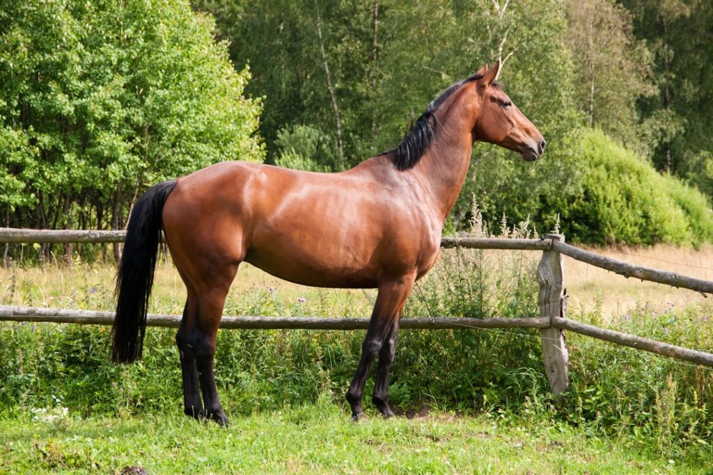 種牡馬マインドユアビスケッツが急死、競馬界が悼む