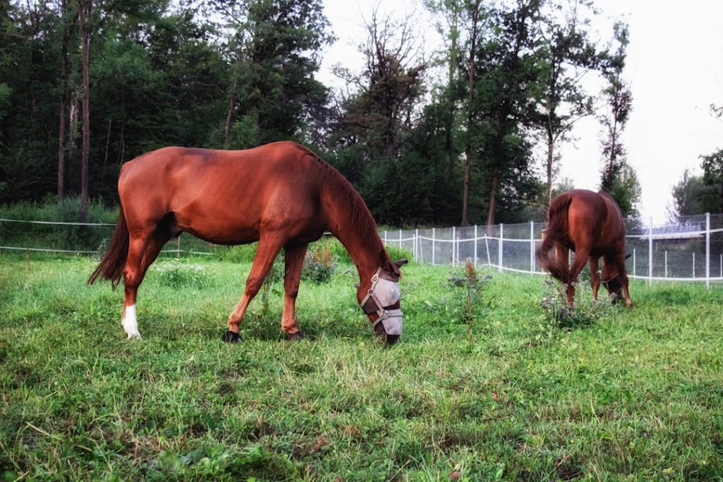 伝説の名馬の初年度産駒が芝重賞初V、種牡馬として大きな可能性