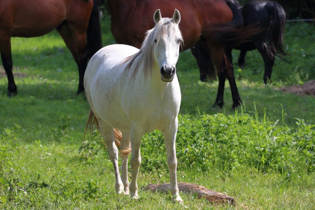 メイショウタバル、宝塚記念連覇達成　武豊で史上3頭目