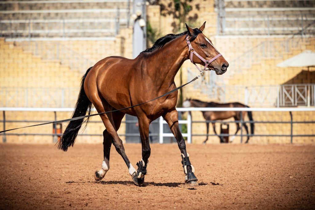 オジュウチョウサン競馬殿堂入り決定、名馬の栄誉
