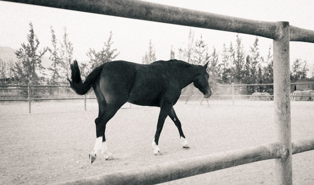 エコロアルバがしらさぎSで古馬撃破へ、3歳馬の挑戦