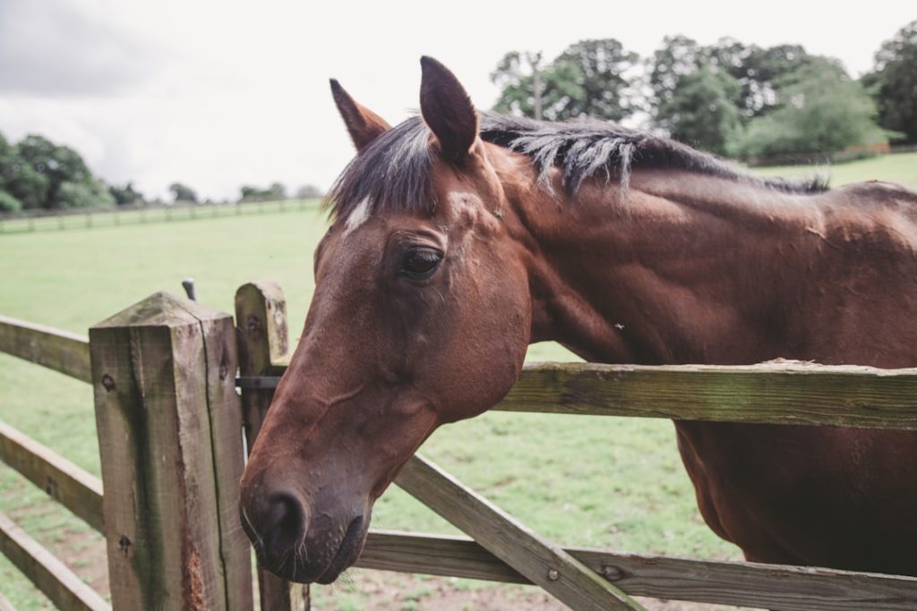 JRA定例会見、競馬関係者への誹謗中傷に厳正対応