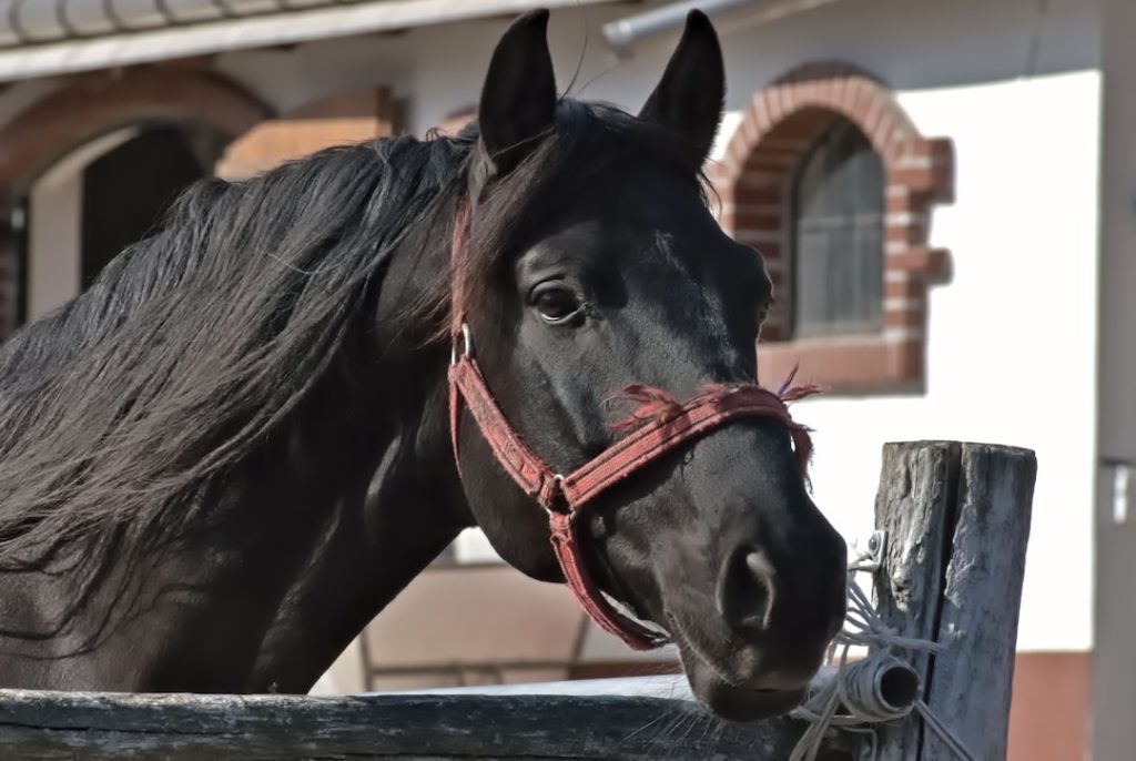 府中牝馬ステークス調教マル得チェック
