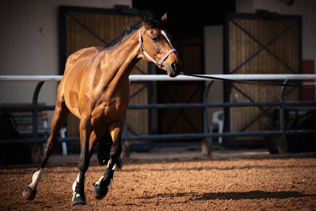 アレナトーレ、小谷哲平騎手が園田競馬1Rで自信