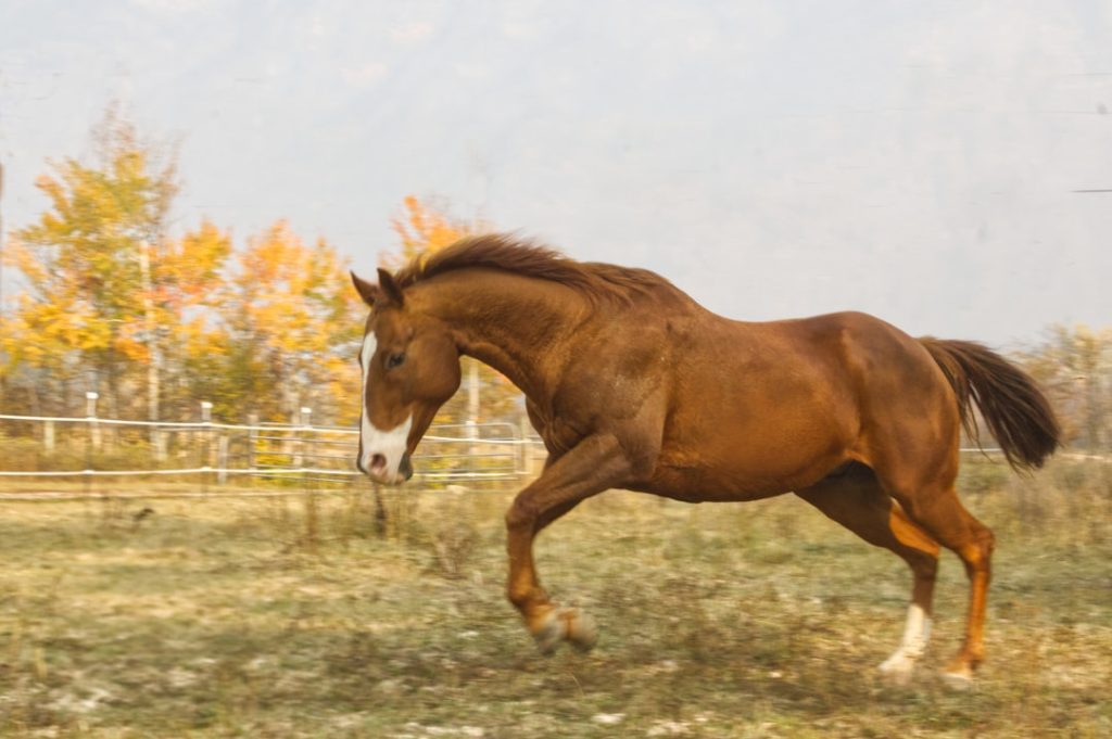 ニシノティアモ府中牝馬S制覇へ上原佑騎手が手応え