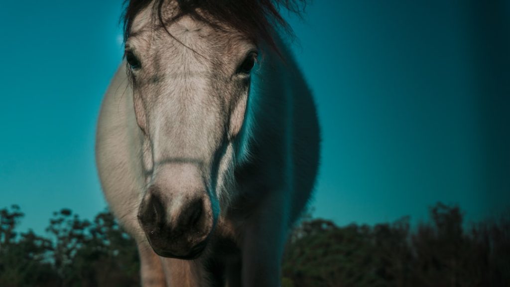 カワ号、豪州競馬で初の中距離2100m戦へ
