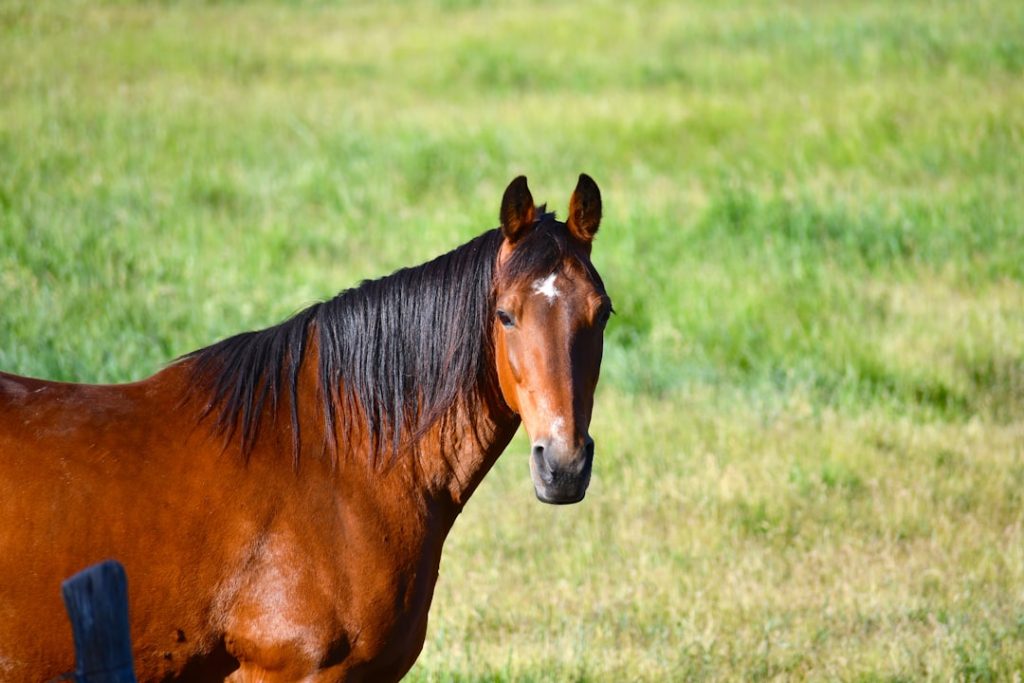 武豊が手綱握る新馬3頭、億超え逸材から良血馬まで