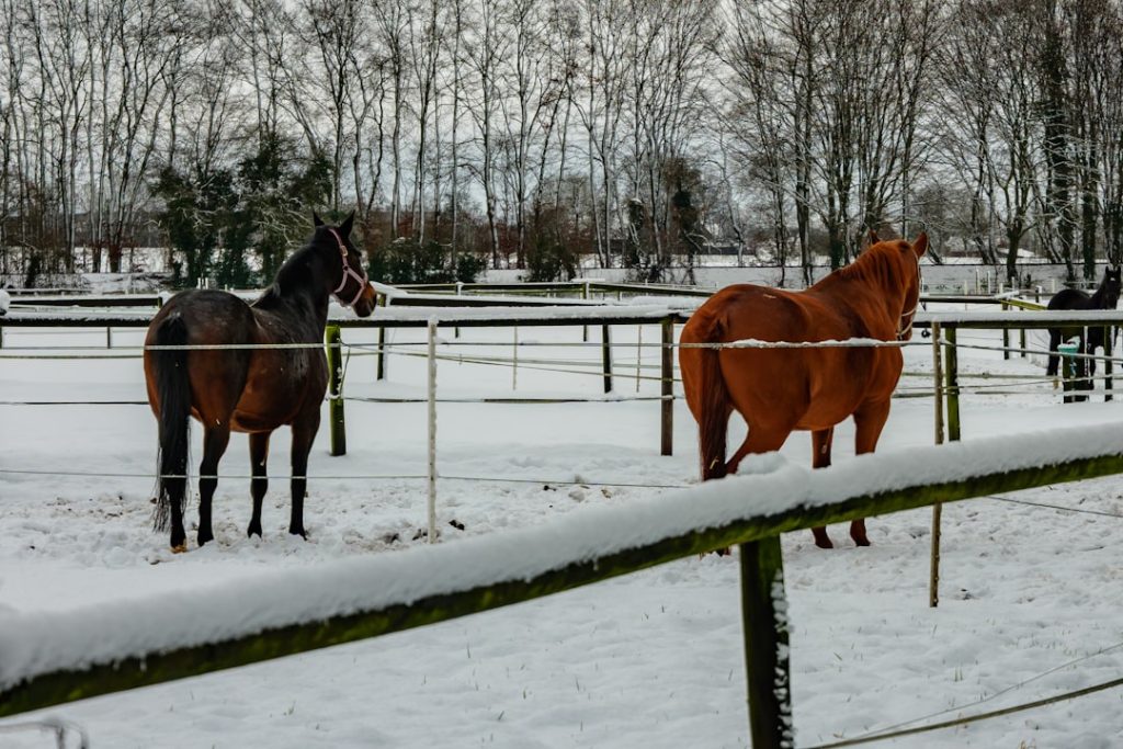 夏競馬は馬体チェックで決まる パドック3つの見極めポイント