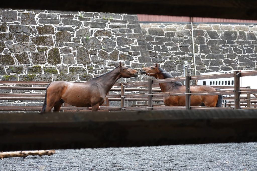 夏競馬で的中率アップ、パドック馬体チェック3つのコツ