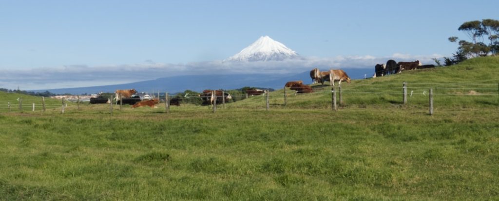 ソンシがニュージーランド種牡馬入り、阪急杯レコード馬の新天地
