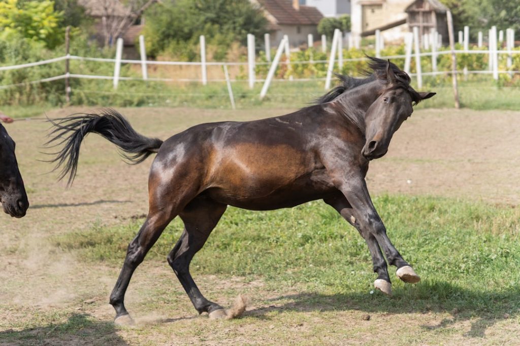 七夕賞の馬体重、カラマティアノスは472kg