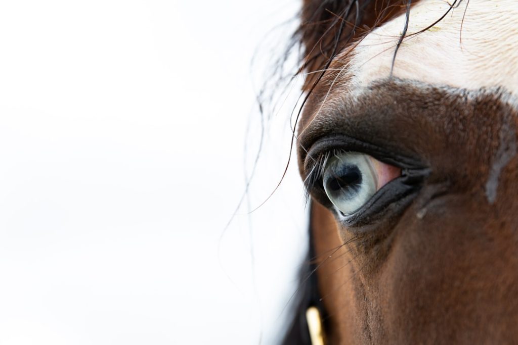悪天候で帯広競馬4～8R中止