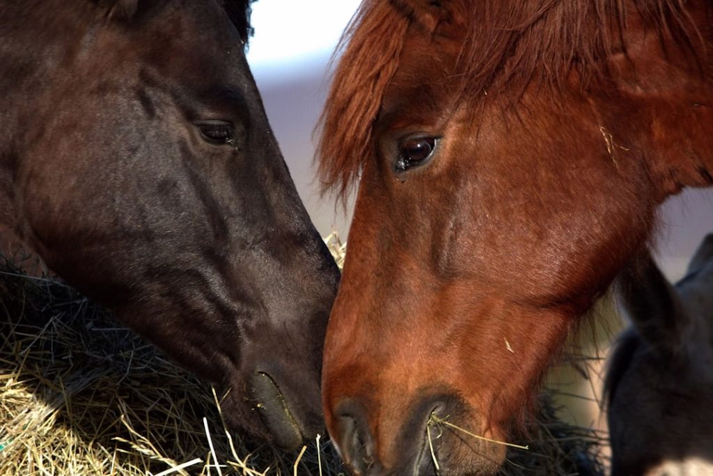 佐賀競馬の馬ふん堆肥、県全域で無料提供開始